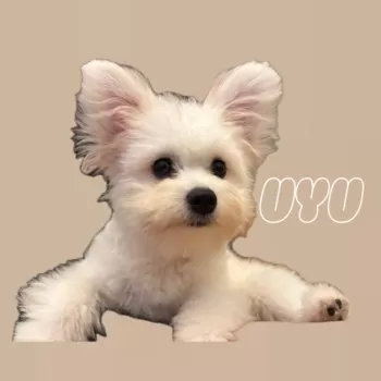 ウユママ 様のお迎えした子犬