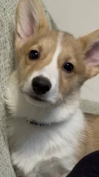 モリモト 様のお迎えした子犬
