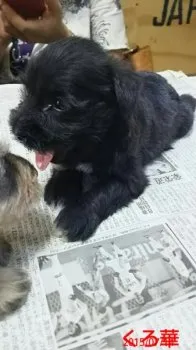 ムーラン 様のお迎えした子犬