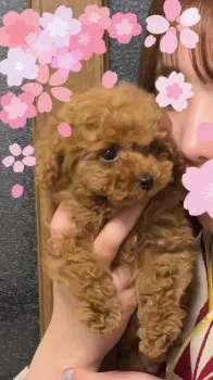 海 様のお迎えした子犬