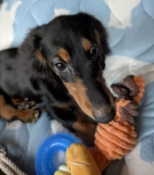 Min 様のお迎えした子犬
