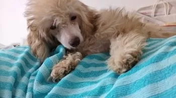 KOKO 様のお迎えした子犬