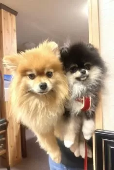 koriko_ko 様のお迎えした子犬