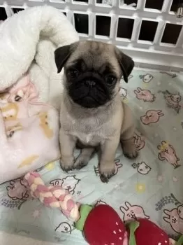 r.k 様のお迎えした子犬