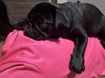 ゆーこ 様のお迎えした子犬