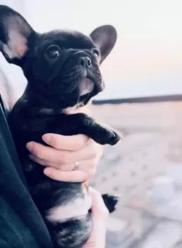 TAKA 様のお迎えした子犬