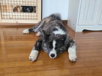 ふじくん 様のお迎えした子犬