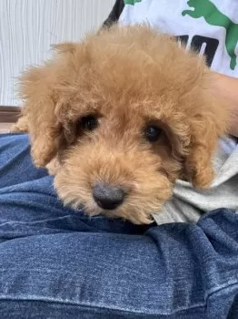 N.U 様のお迎えした子犬