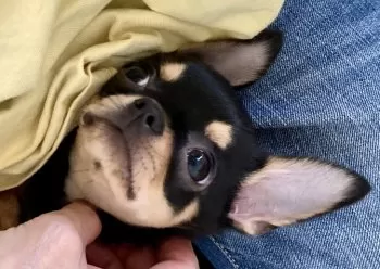 あんママ 様のお迎えした子犬
