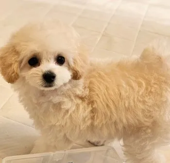 Kuro 様のお迎えした子犬