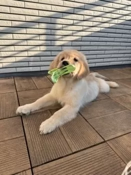 M.K 様のお迎えした子犬