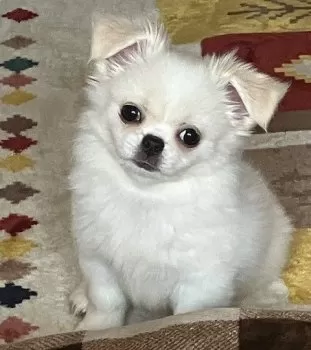 Fumie W 様のお迎えした子犬