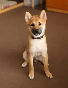 M.S 様のお迎えした子犬