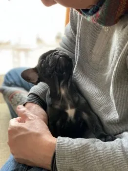 momomi 様のお迎えした子犬