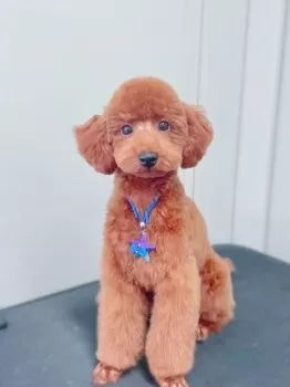 茶々 様のお迎えした子犬