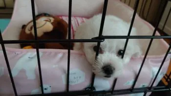 ゆっこ 様のお迎えした子犬