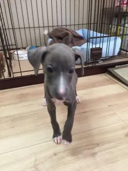 K.C 様のお迎えした子犬
