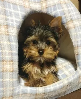 よーく 様のお迎えした子犬