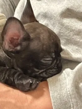 まろパパ 様のお迎えした子犬