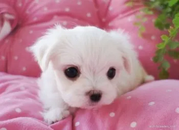 まるよ 様のお迎えした子犬