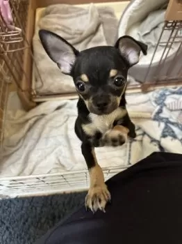 T.T 様のお迎えした子犬