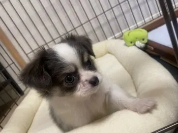 K.M 様のお迎えした子犬