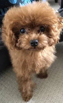 N.C 様のお迎えした子犬