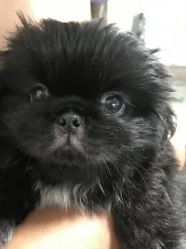 ぷぅくん 様のお迎えした子犬