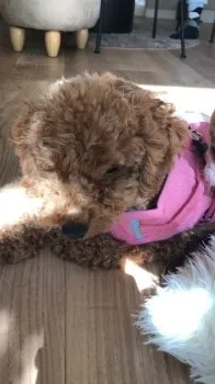 ケイコ 様のお迎えした子犬