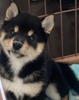 Y.H 様のお迎えした子犬