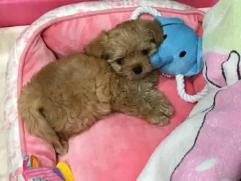 プリーモ 様のお迎えした子犬