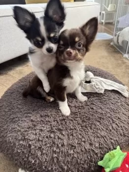 T.K 様のお迎えした子犬