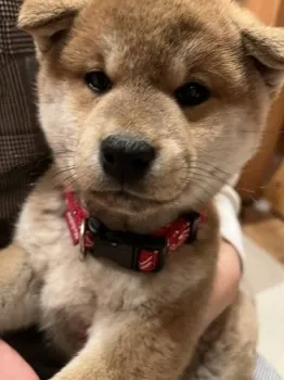 M 様のお迎えした子犬