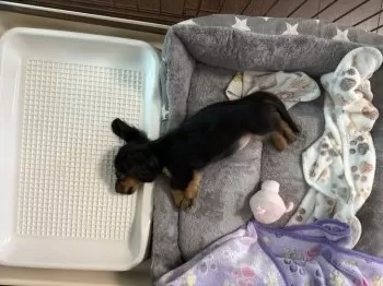 R.I 様のお迎えした子犬