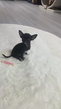 ねね 様のお迎えした子犬