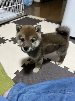 銀の矢 様のお迎えした子犬