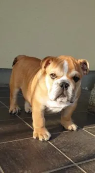 M・O 様のお迎えした子犬