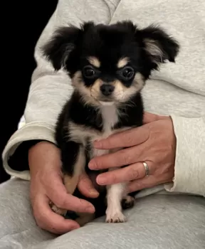 T.S 様のお迎えした子犬