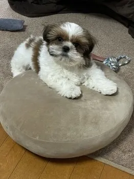 E.I 様のお迎えした子犬