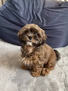 マリ 様のお迎えした子犬