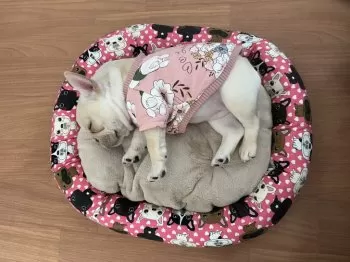 T.T 様のお迎えした子犬