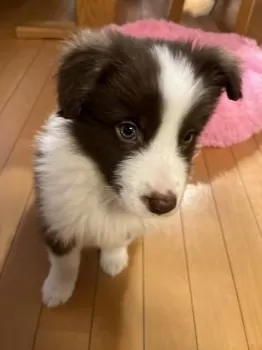 K.T 様のお迎えした子犬