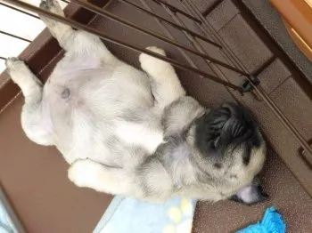 もち蔵 様のお迎えした子犬