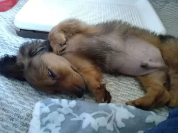 メイプル 様のお迎えした子犬