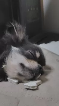 トン 様のお迎えした子犬