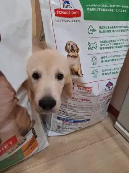 あおくん家 様のお迎えした子犬