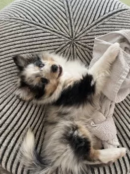 TRE 様のお迎えした子犬
