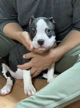 ナミ 様のお迎えした子犬