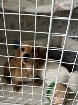 R.T 様のお迎えした子犬