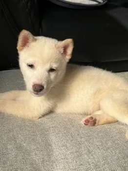 K.H 様のお迎えした子犬